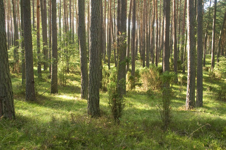 Forest