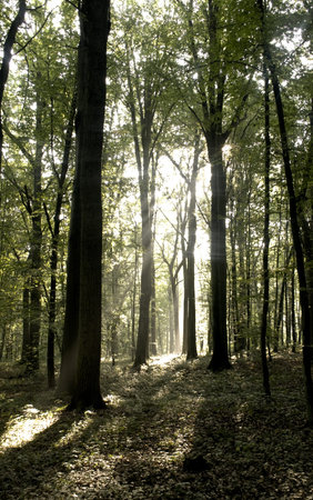 Forest