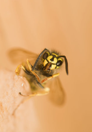 Wasp