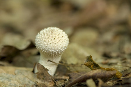 Lycoperdon perlatum
