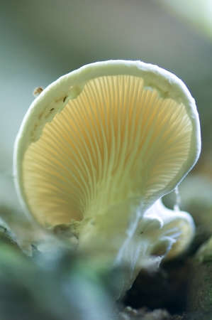 Fungusの写真素材