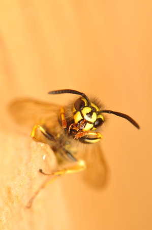 Wasp
