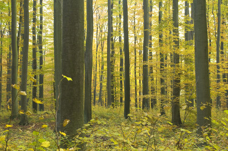 Autumn forest