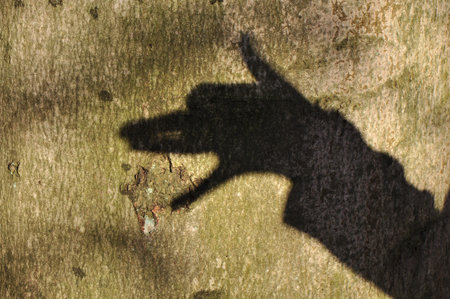 Shadow