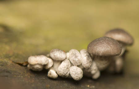 small mushroomsの写真素材