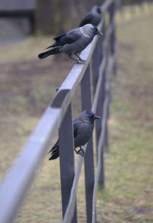 Jackdawの写真素材