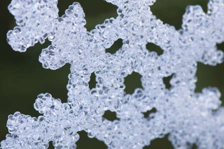 Snowdropの写真素材