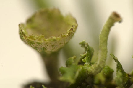 Cladoniaの写真素材