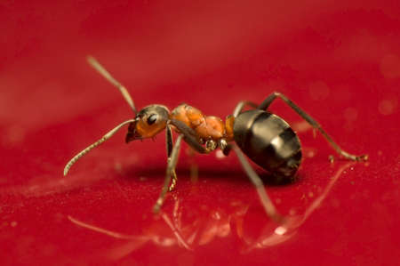 Ant - Formica rufaの写真素材