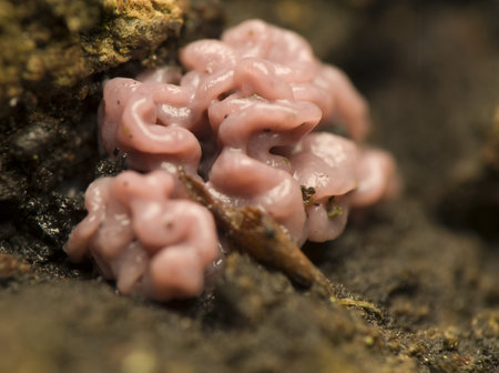 fungus as the brain