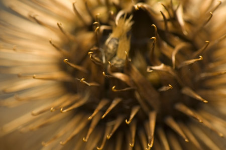 Arctium lappa