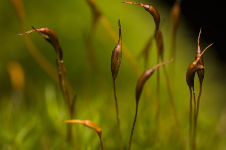 cap moss