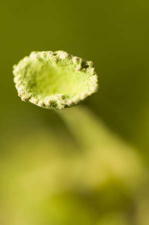 Cladoniaの写真素材