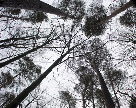 Mixed forest winter