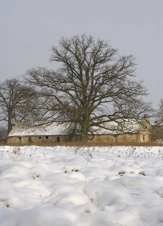 treeの写真素材