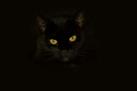 catの写真素材