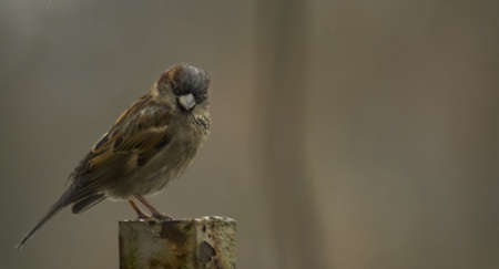 Sparrowの写真素材