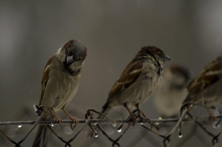 Sparrow