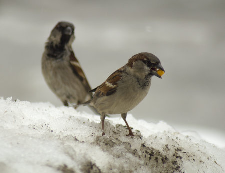 Sparrow