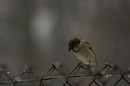 Sparrowの写真素材