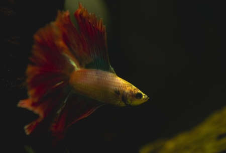 Betta splendensの写真素材