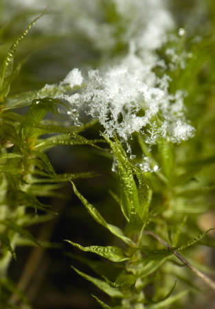Snow and moss - close upの写真素材