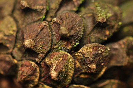 pine cone