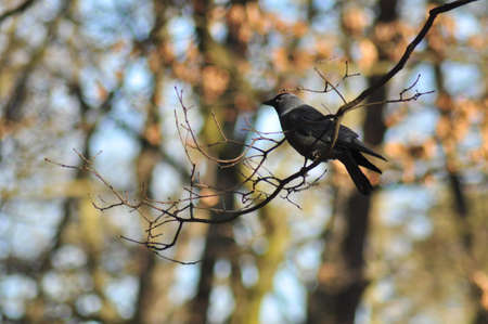 Corvus monedulaの写真素材