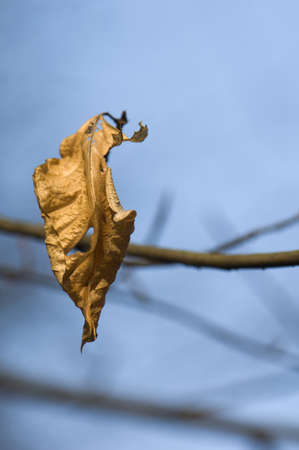 Autumn leafの写真素材
