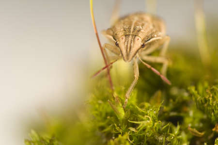 Aelia acuminata - beetleの写真素材