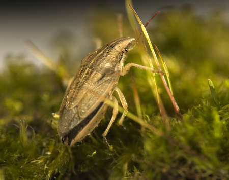 Aelia acuminata - beetleの写真素材
