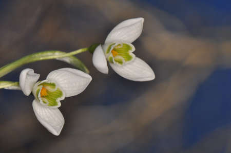 Snowdrop - Galanthus nivalisの写真素材