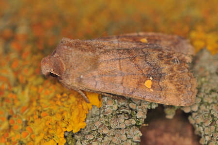 Moth - Eupsilia transversaの写真素材