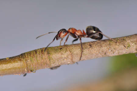 Ant - Formicaの写真素材