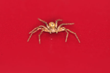 Small spider