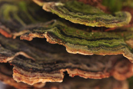 Stereum hirsutum - mushroomの写真素材