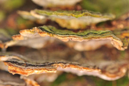 Stereum hirsutum - mushroomの写真素材