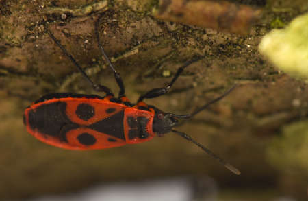 Pyrrhocoris apterusの写真素材