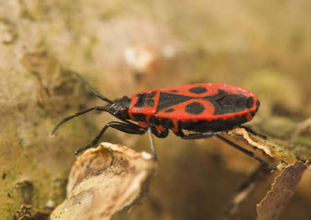 Pyrrhocoris apterusの写真素材