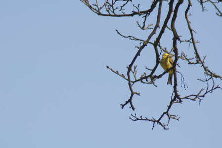 Bird - Emberiza citrinellaの写真素材
