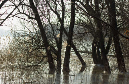 Early spring - lake and thawの写真素材