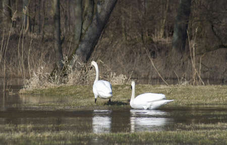 Swan - Cygnus olorの写真素材