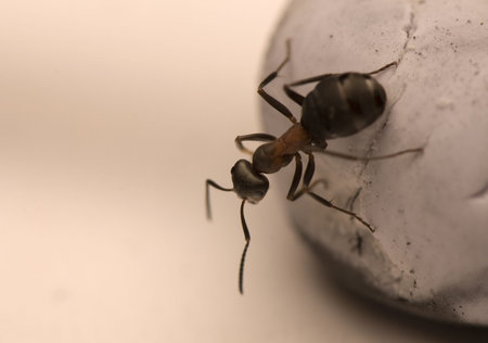 Ant - Formica