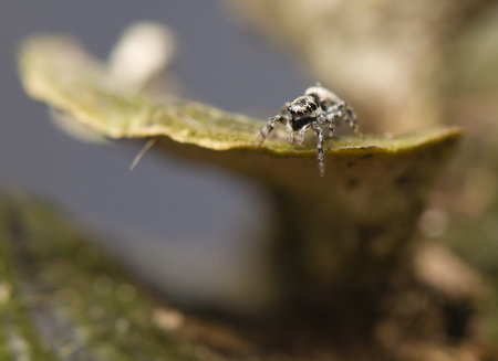 Salticus - jumping spider