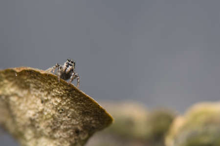 Salticus - jumping spiderの写真素材