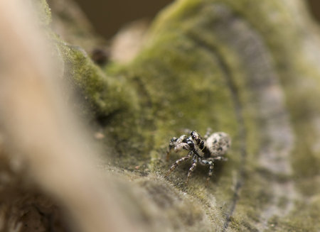 Salticus - jumping spider