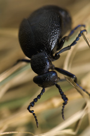 Meloe - beetleの写真素材