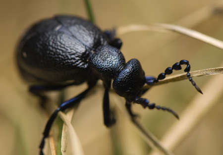 Meloe - beetleの写真素材