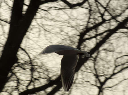 Seagullの写真素材