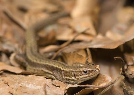 Zootoca viviparaの写真素材